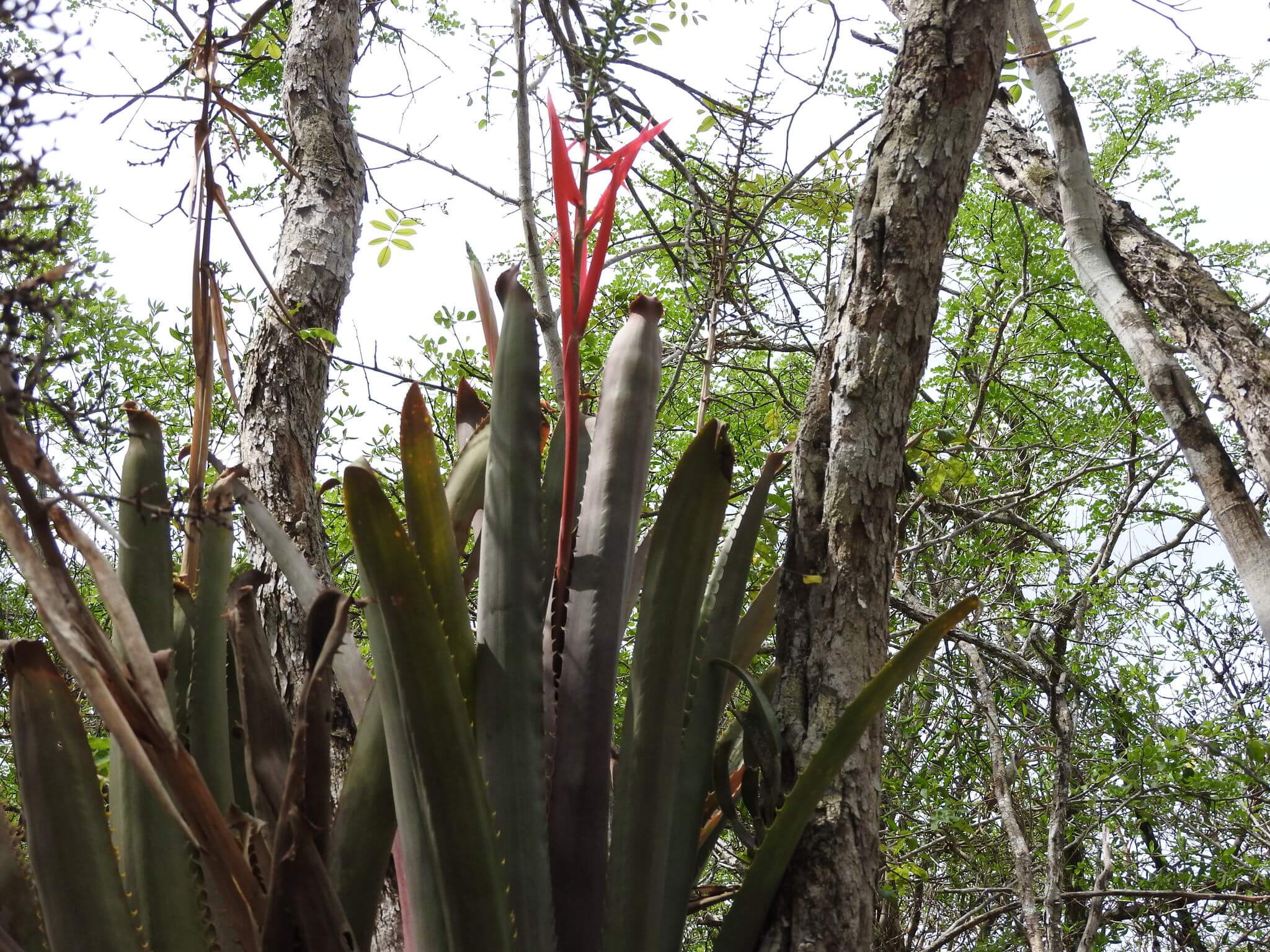 Aechmea bracteata